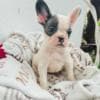 French Bulldog puppies photo 5
