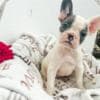 French Bulldog puppies photo 6