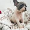 French Bulldog puppies photo 7