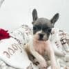 French Bulldog puppies photo 8