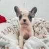 French Bulldog puppies photo 9