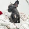 French Bulldog puppies photo 12