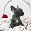 French Bulldog puppies photo 14