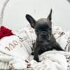 French Bulldog puppies photo 15