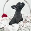 French Bulldog puppies photo 17