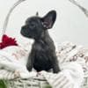 French Bulldog puppies photo 18