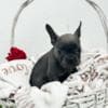 French Bulldog puppies photo 20