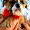 English Bulldog, top breed photo 1