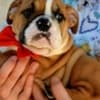 English Bulldog, top breed photo 2