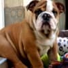 English Bulldog, top breed photo 8