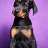Doberman puppies photo 1