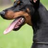 Doberman puppies photo 2