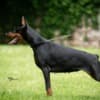 Doberman puppies photo 3