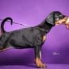 Doberman puppies photo 4