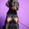 Doberman puppies photo 5