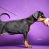Doberman puppies photo 6