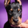 Doberman puppies photo 7