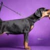 Doberman puppies photo 8