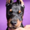 Doberman puppies photo 9
