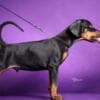 Doberman puppies photo 10