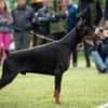 Doberman puppies photo 11