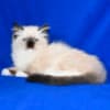 Adorable TICA Ragdoll kittens Available photo 1