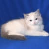 Adorable TICA Ragdoll kittens Available photo 2