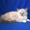 Adorable TICA Ragdoll kittens Available photo 3
