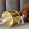 Poodles photo 1