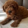 Poodles photo 3