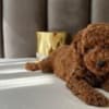 Poodles photo 4
