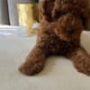 Poodles photo 5