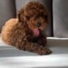 Poodles photo 6