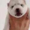 Siberian Husky puppies photo 1