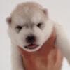 Siberian Husky puppies photo 2