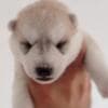 Siberian Husky puppies photo 3