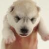 Siberian Husky puppies photo 4