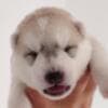 Siberian Husky puppies photo 5