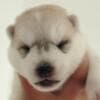Siberian Husky puppies photo 6