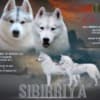 Siberian Husky puppies photo 7