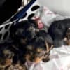 Yorkie puppies for adoption photo 2
