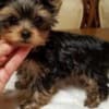 Yorkie puppies for adoption photo 3