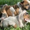 Bulldog photo 3