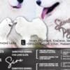 Samoyed  puppies photo 1