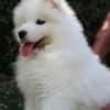 Samoyed  puppies photo 3