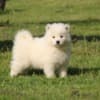 Samoyed  puppies photo 5