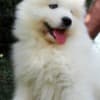 Samoyed  puppies photo 6