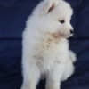 Samoyed  puppies photo 7