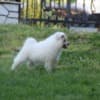 Samoyed  puppies photo 8