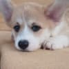 Pembroke Welsh Corgi puppies photo 3